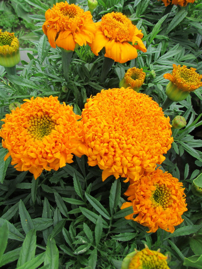 Превью изображения