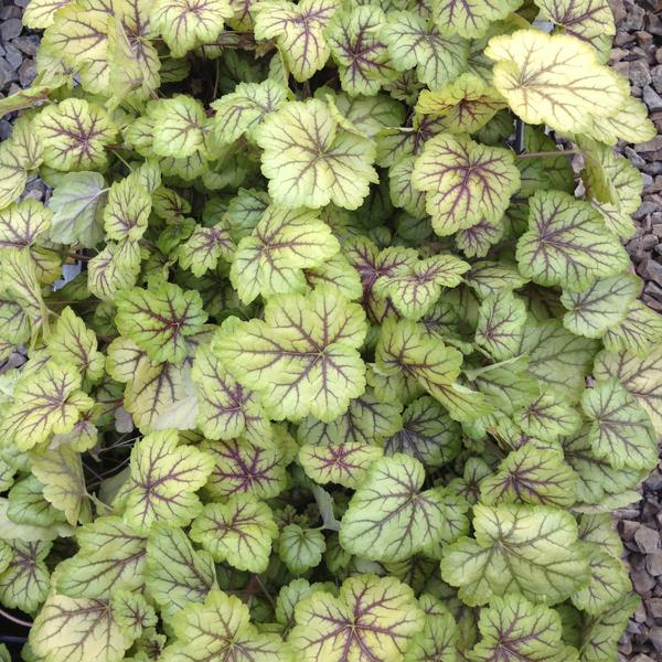 Превью изображения