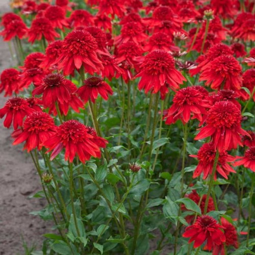 Превью изображения