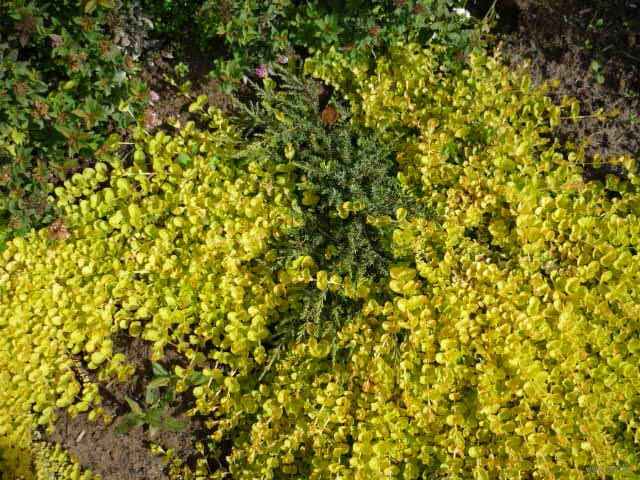 Превью изображения