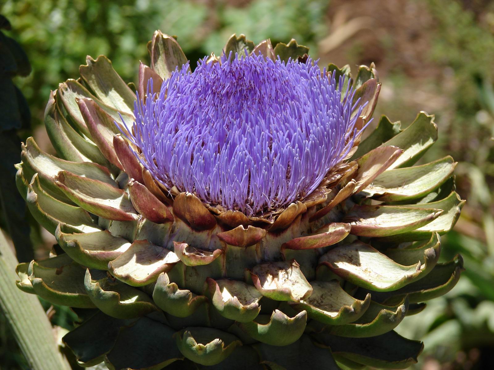 Превью изображения