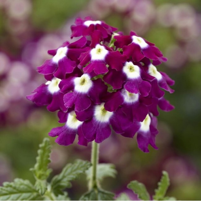 Превью изображения