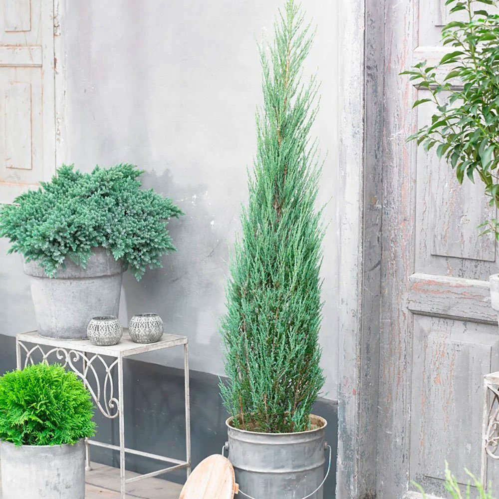 Превью изображения