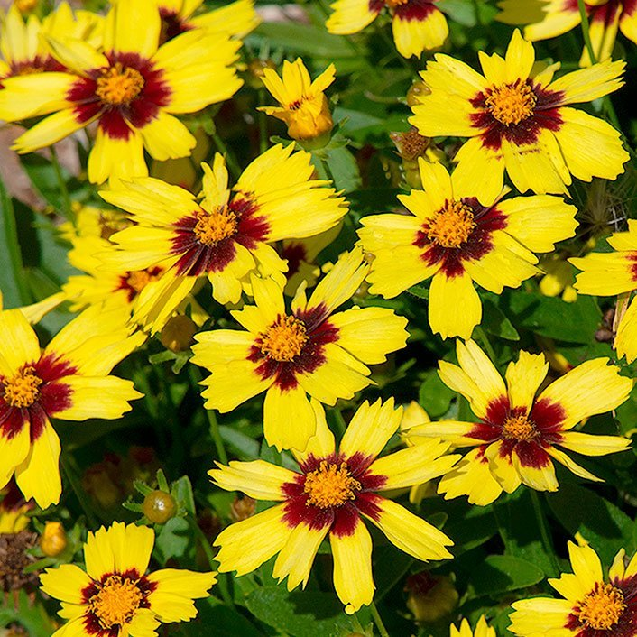 Превью изображения