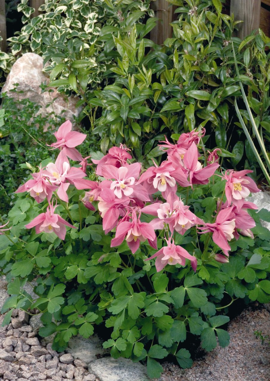 Превью изображения