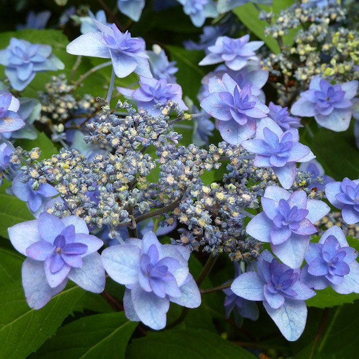 Превью изображения