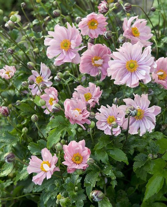 Превью изображения