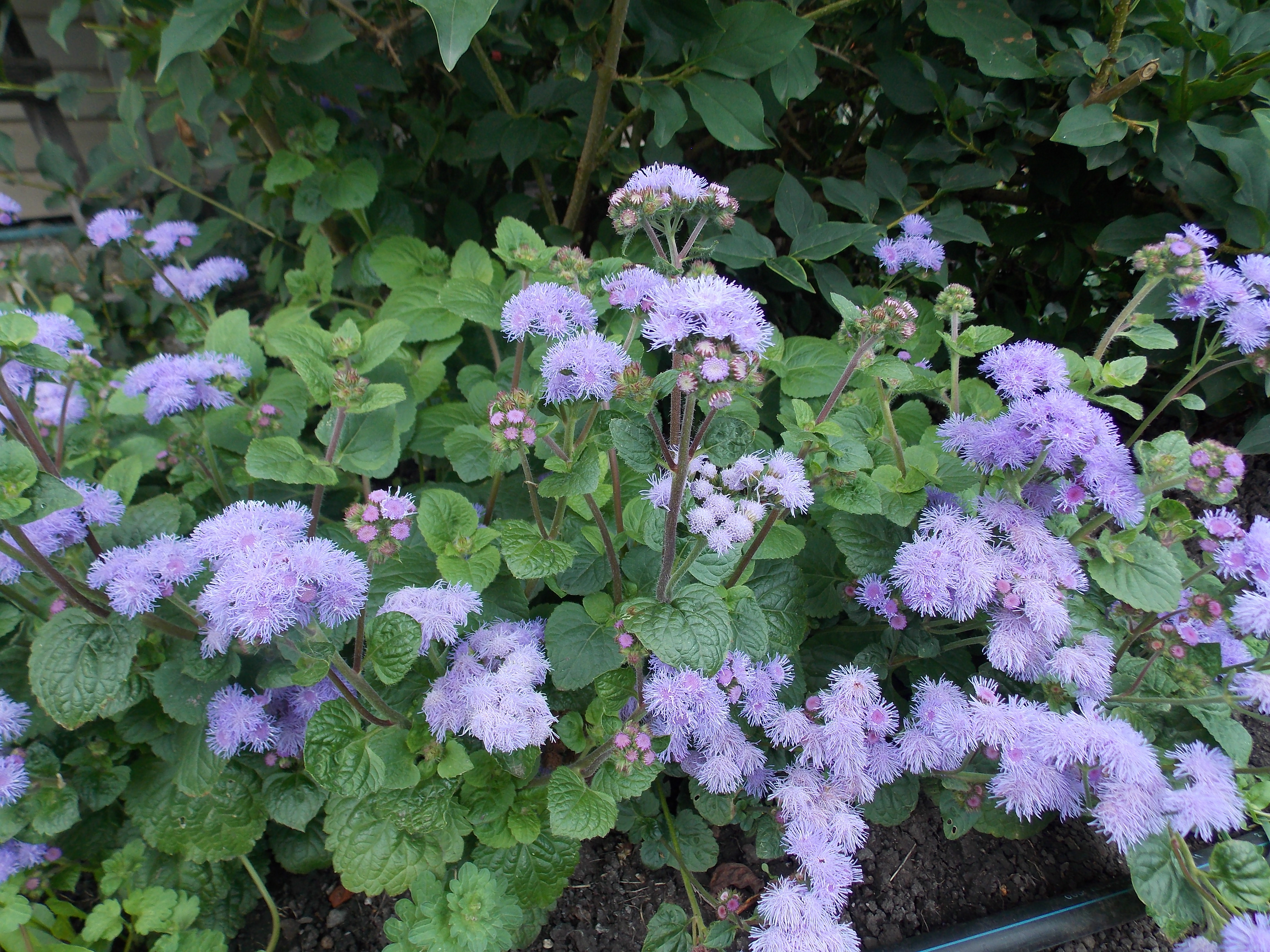 Превью изображения