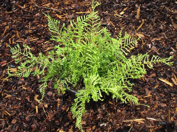 Превью изображения