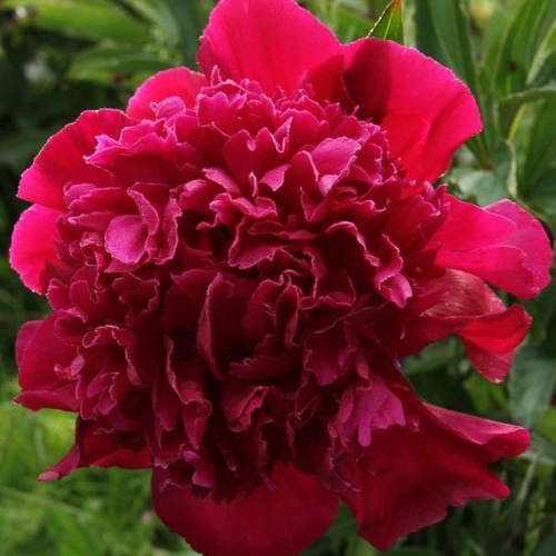 Превью изображения