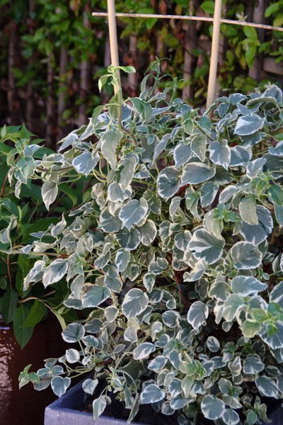 Превью изображения