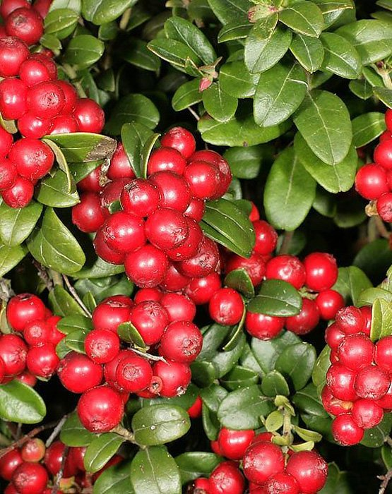 Превью изображения