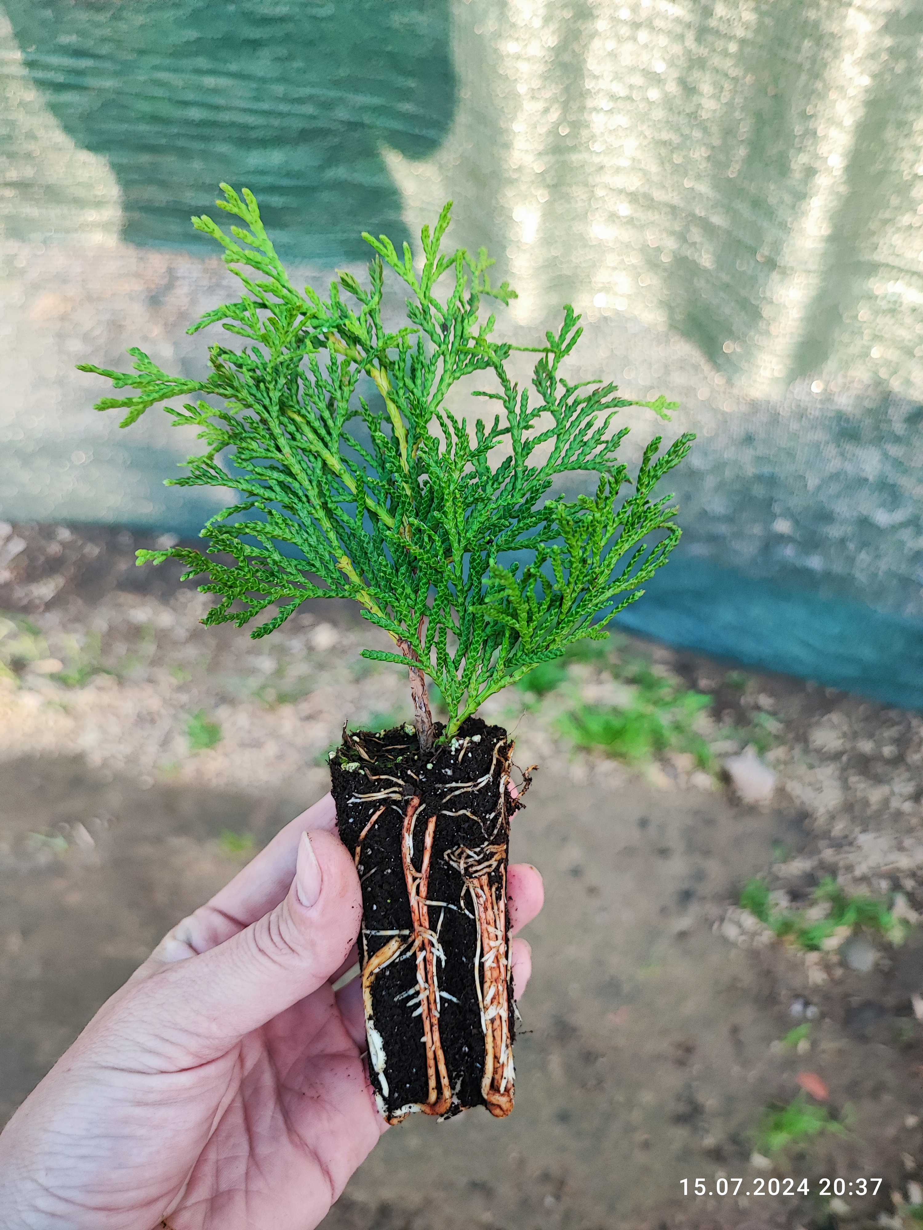 Превью изображения