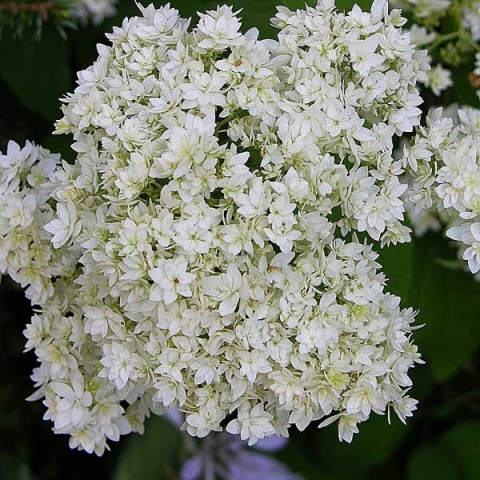 Превью изображения