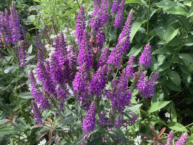 Превью изображения