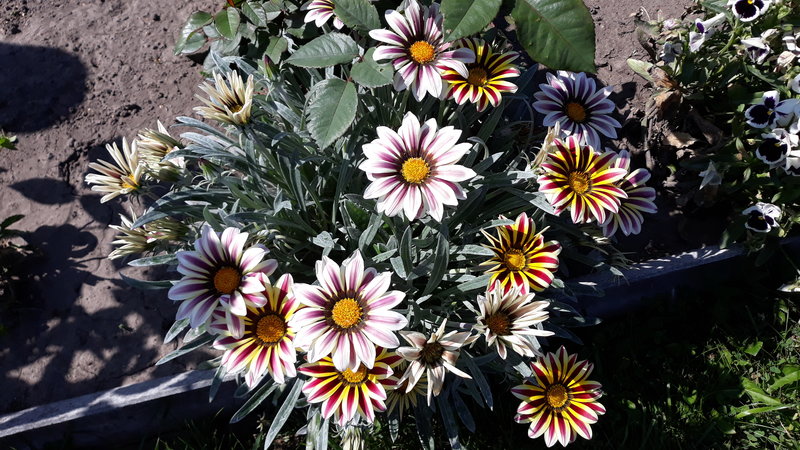 Превью изображения