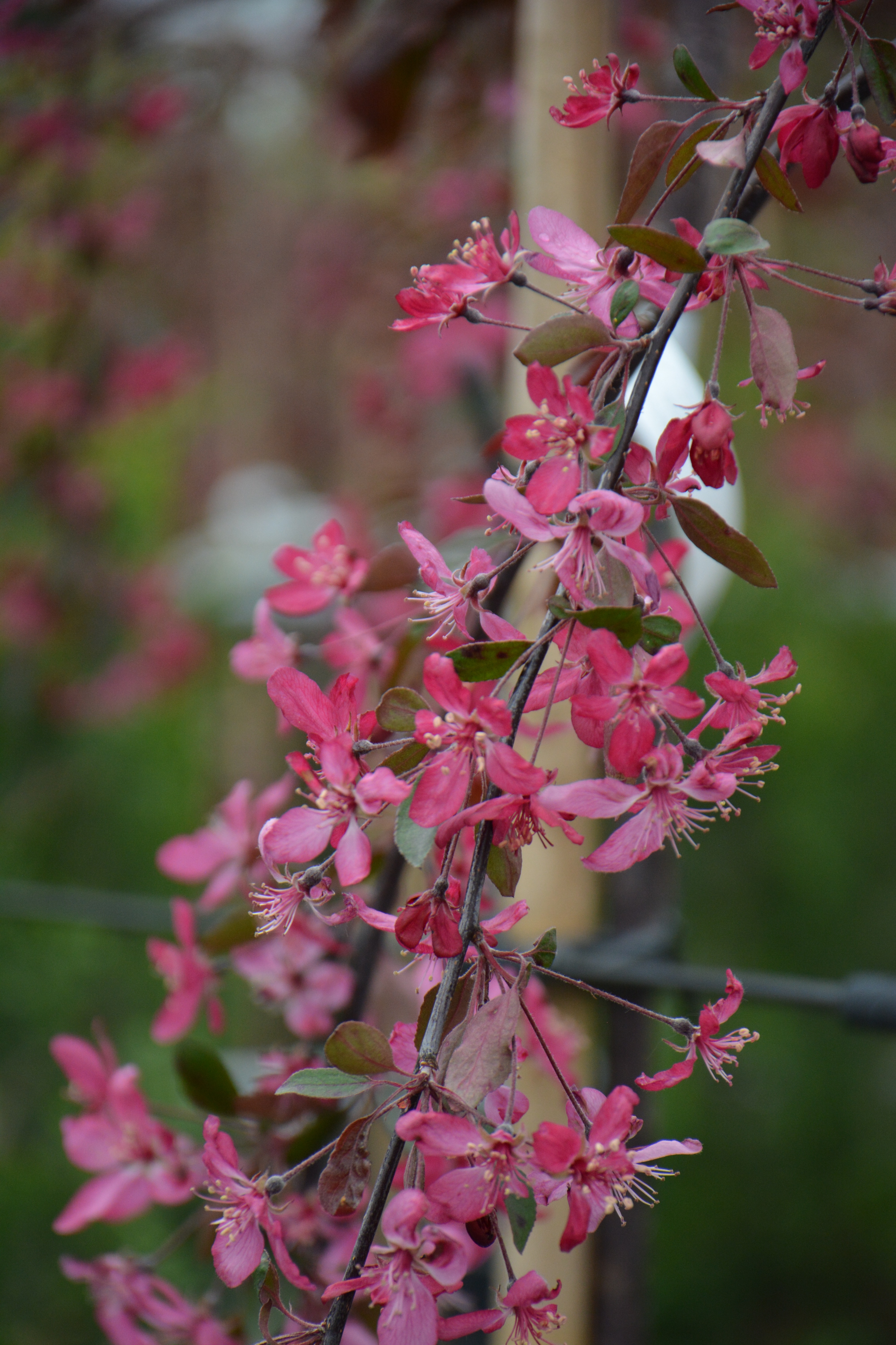 Превью изображения