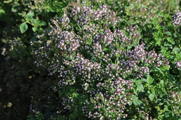 Превью изображения