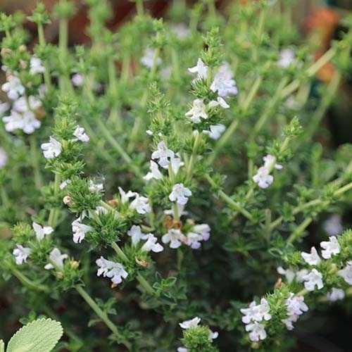 Превью изображения