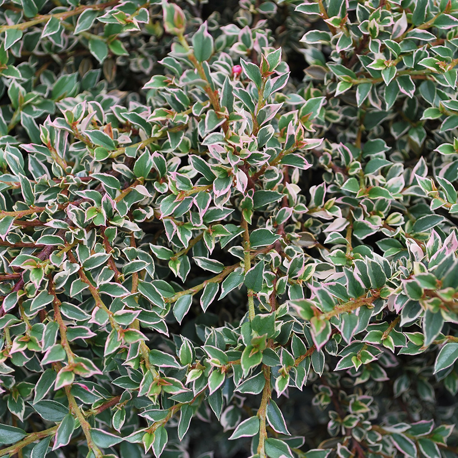 Превью изображения