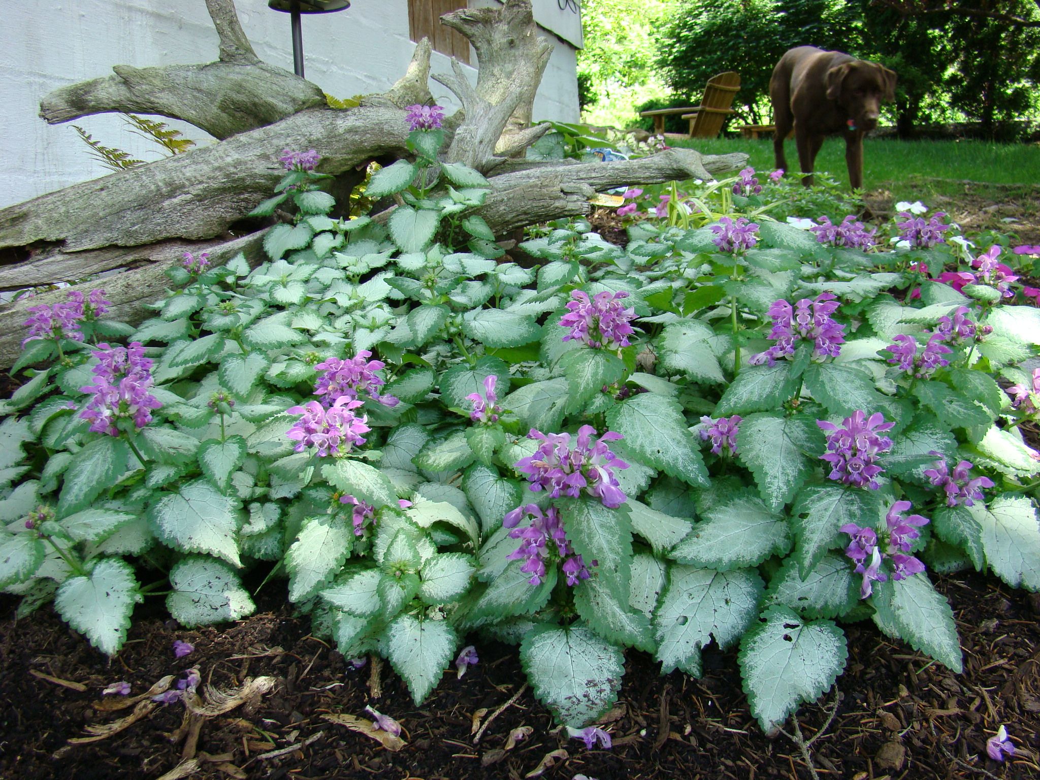 Превью изображения