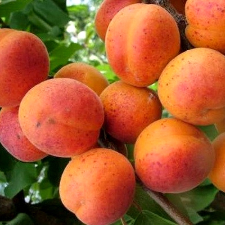 Превью изображения