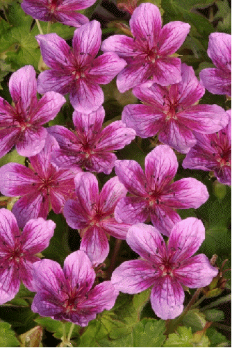 Превью изображения