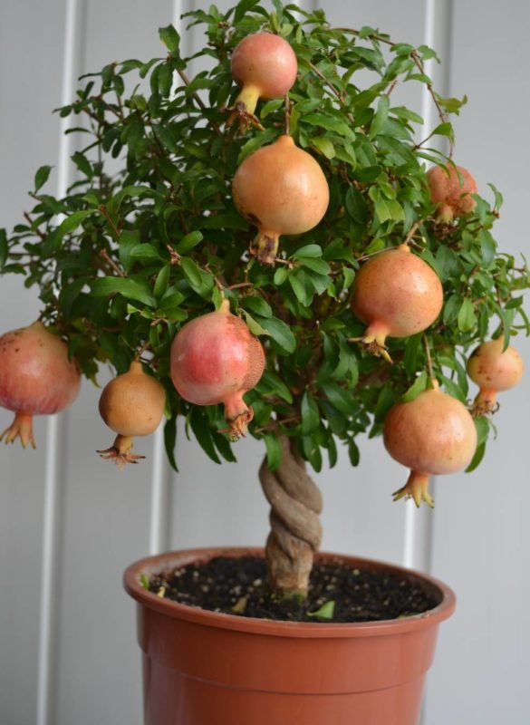 Превью изображения