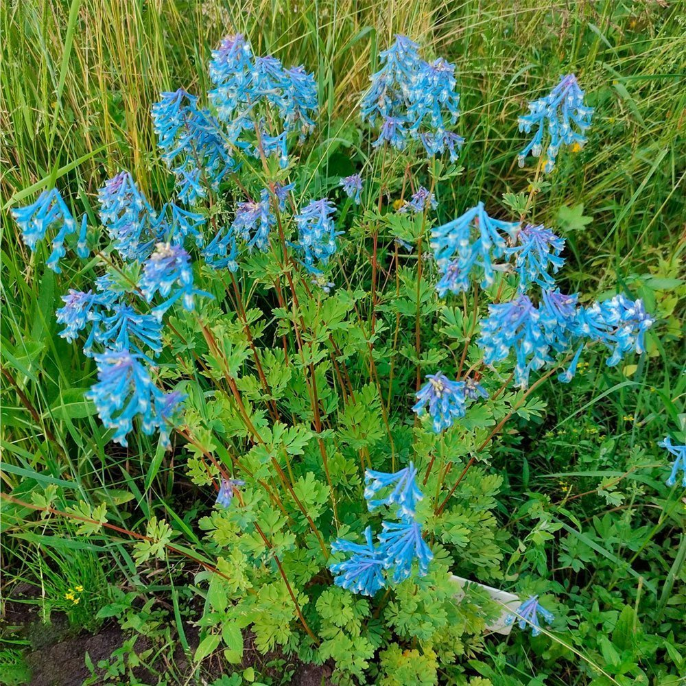 Превью изображения