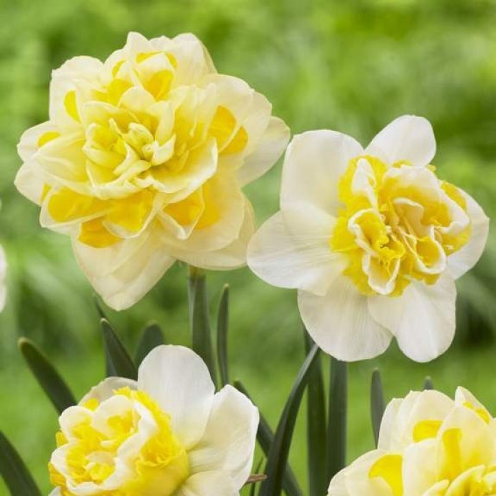 Превью изображения