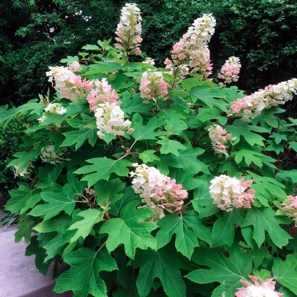 Превью изображения