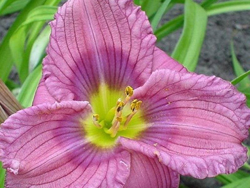 Превью изображения