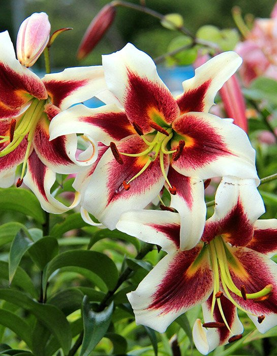 Превью изображения