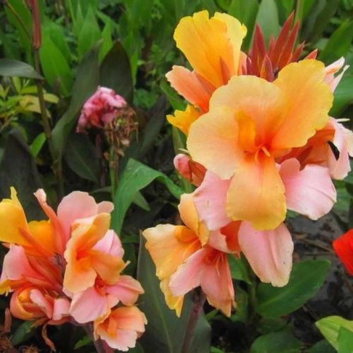 Превью изображения