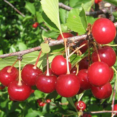 Превью изображения