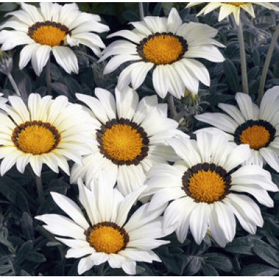 Превью изображения