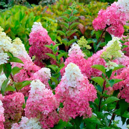 Превью изображения