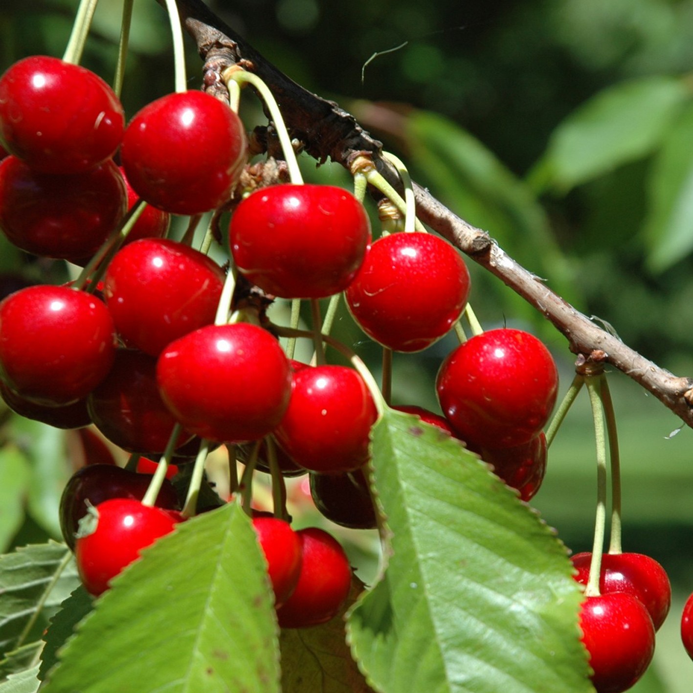 Превью изображения