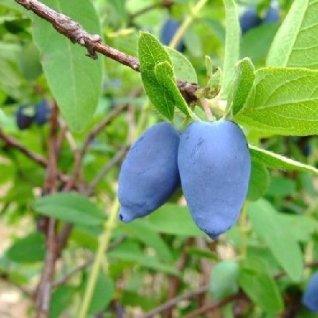 Превью изображения