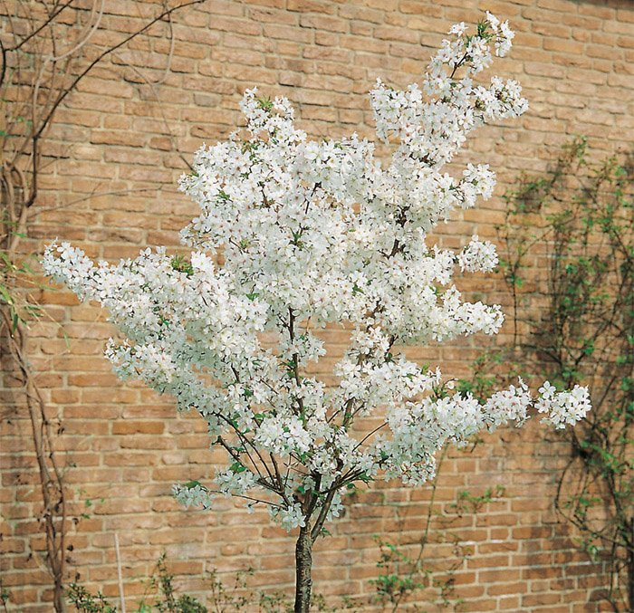 Превью изображения