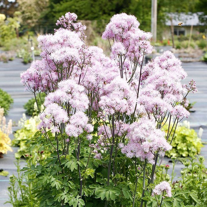 Превью изображения