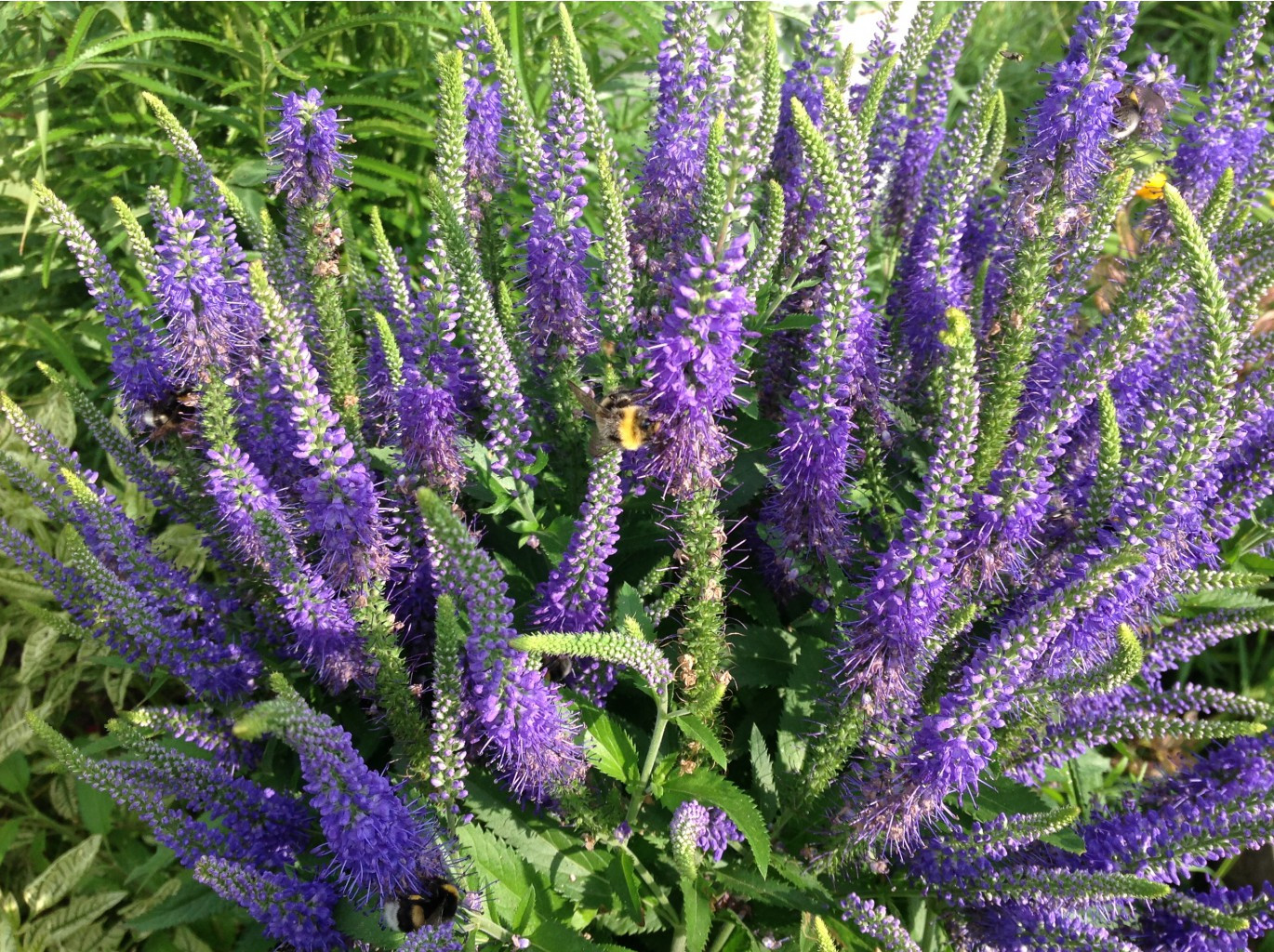 Превью изображения