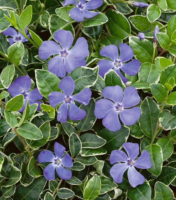 Превью изображения