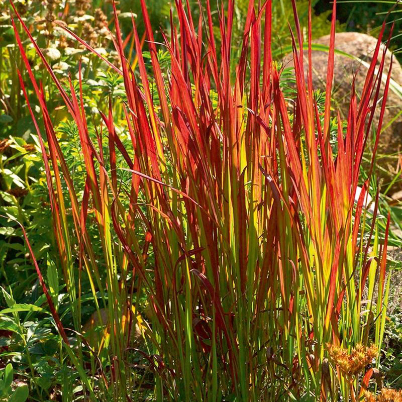 Превью изображения