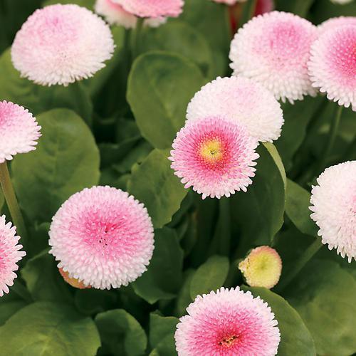 Превью изображения