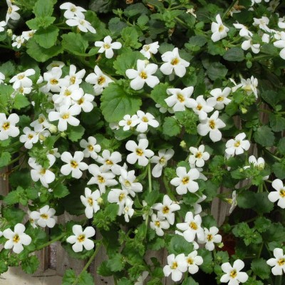 Превью изображения