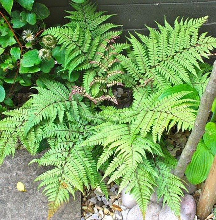 Превью изображения