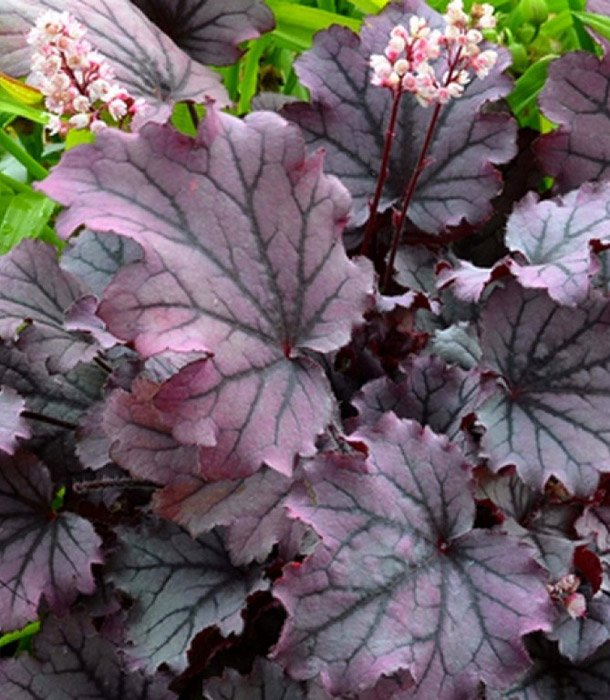 Превью изображения