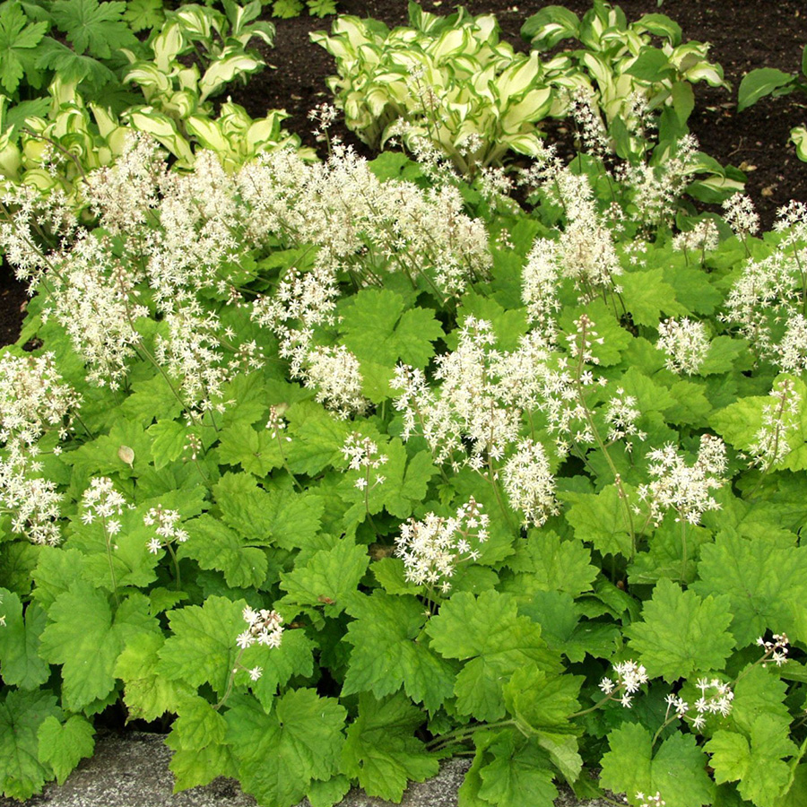 Превью изображения