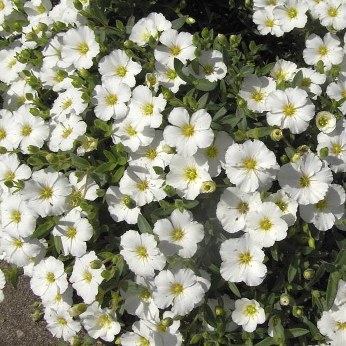 Превью изображения